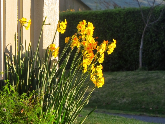 Jonquils Southern Highlands New South Wales