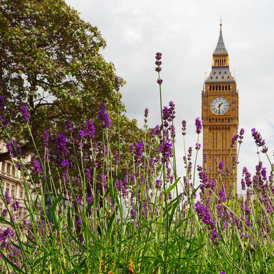 Big Ben, London | lavender