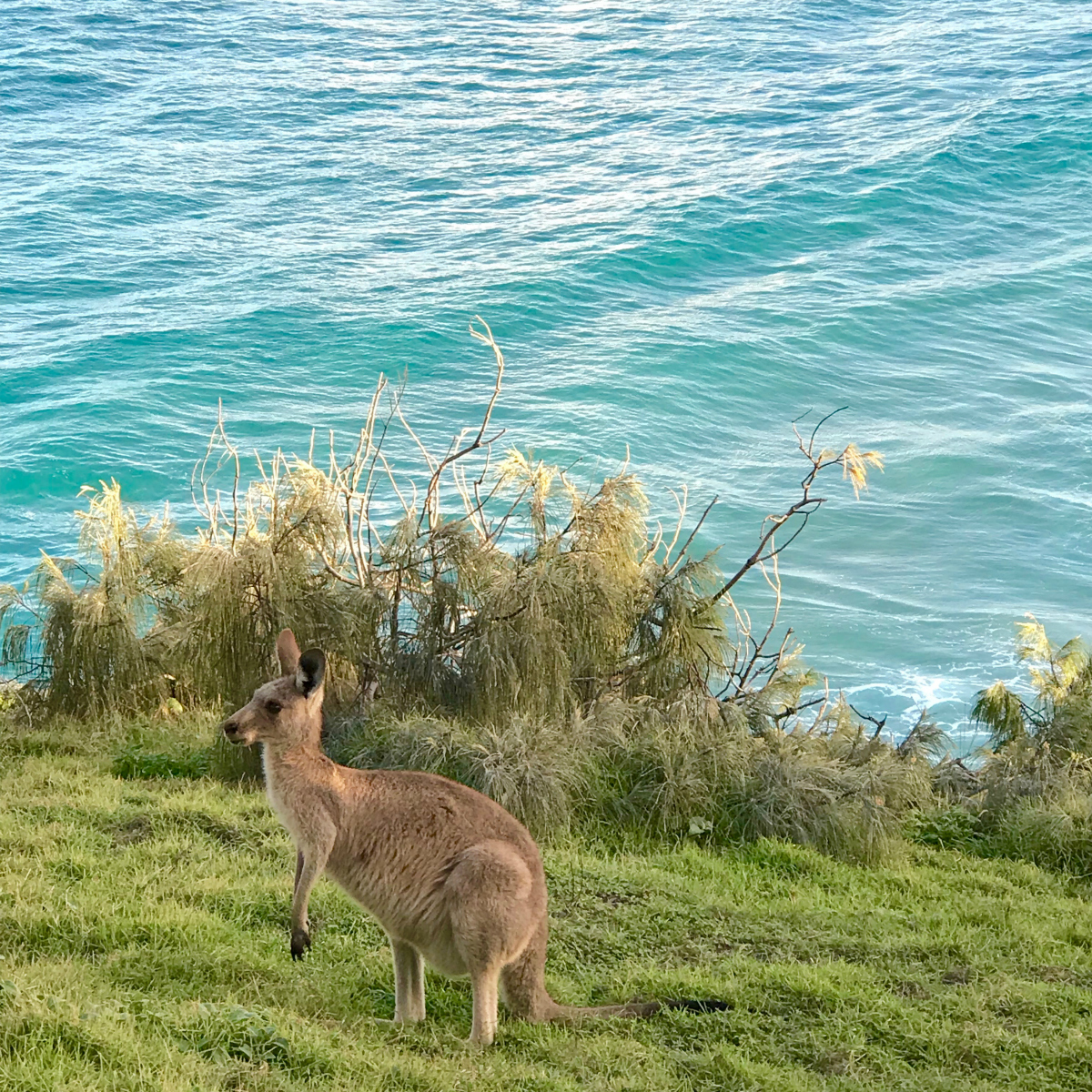 Kangaroo Point Lookout North Stradbroke Island