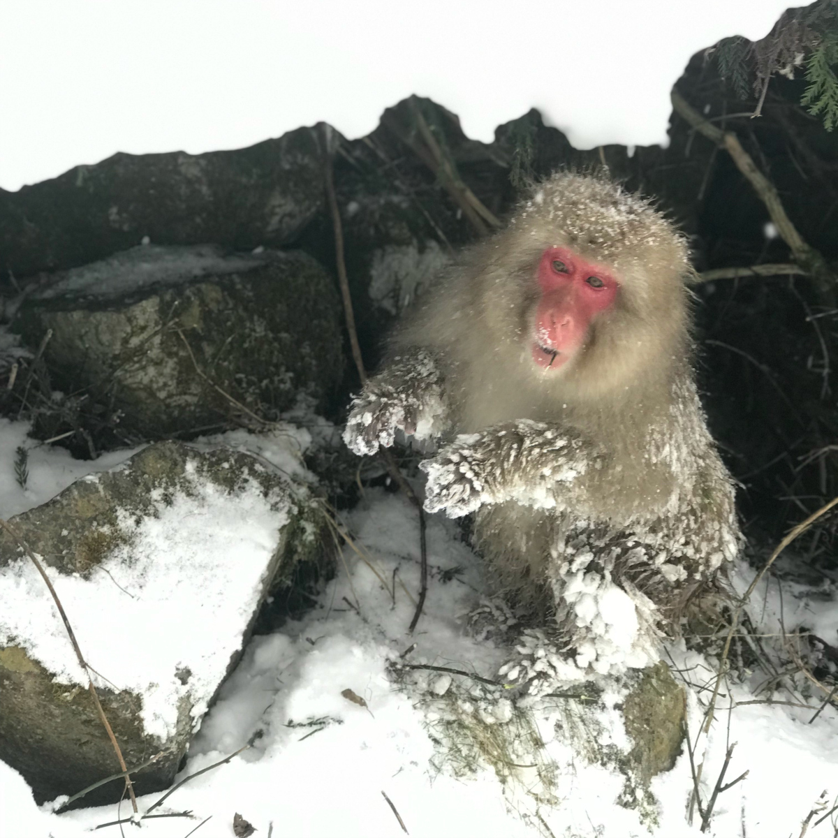 The Snow Monkeys | Japan