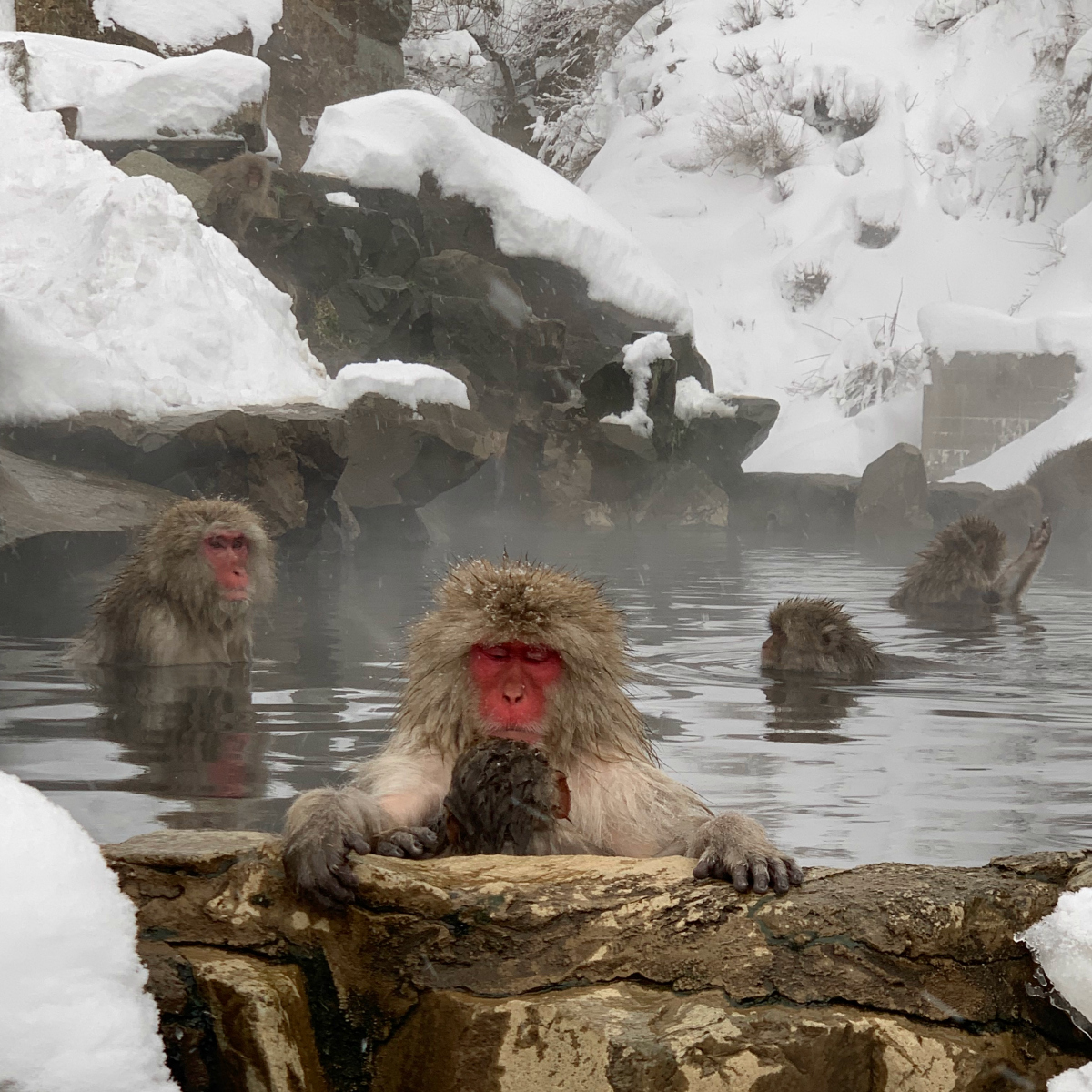 The Snow Monkeys | Japan