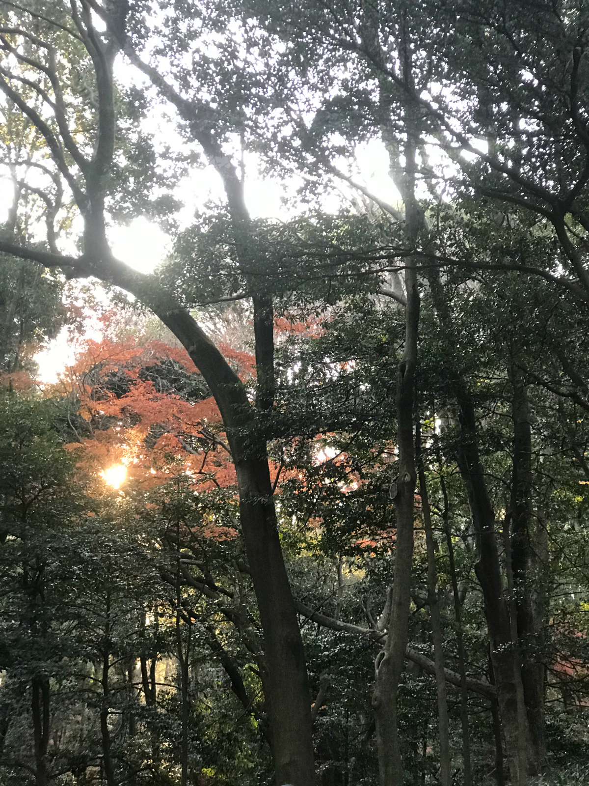 Woodland Meiji shrine, Tokyo, Japan