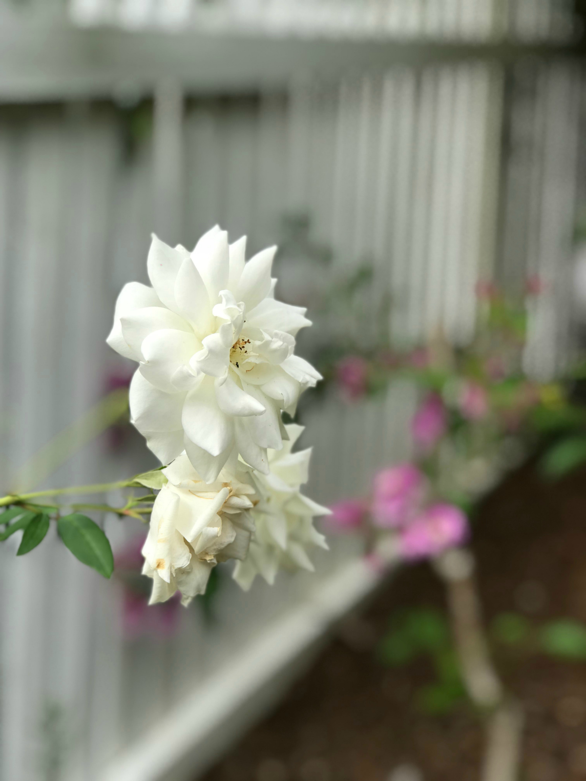 Garden roses