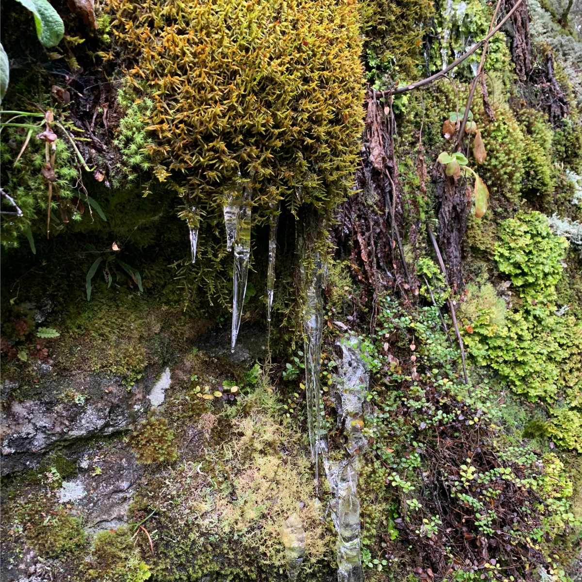 Moss and lichen grow easily in the pure air of the Rees Valley, New Zealand