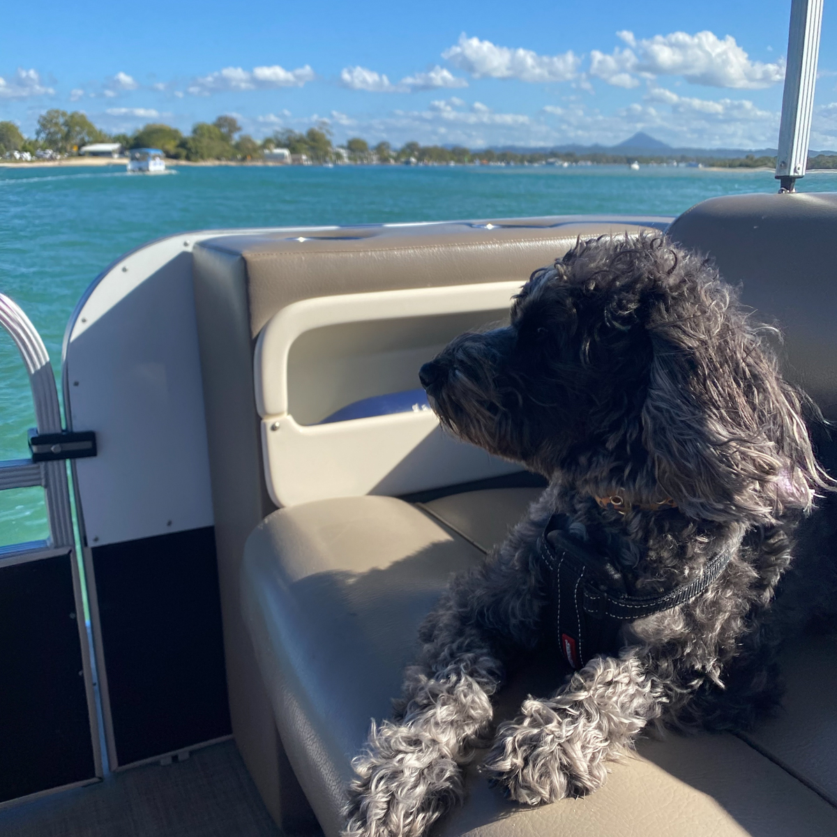 What to do in Noosa in winter: Pelican Boat Hire barbecue boat
